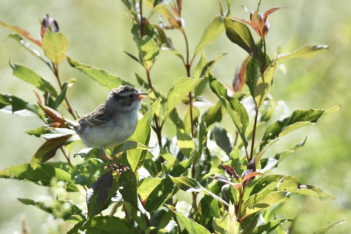 Clay-colored Sparrow - ML620676648