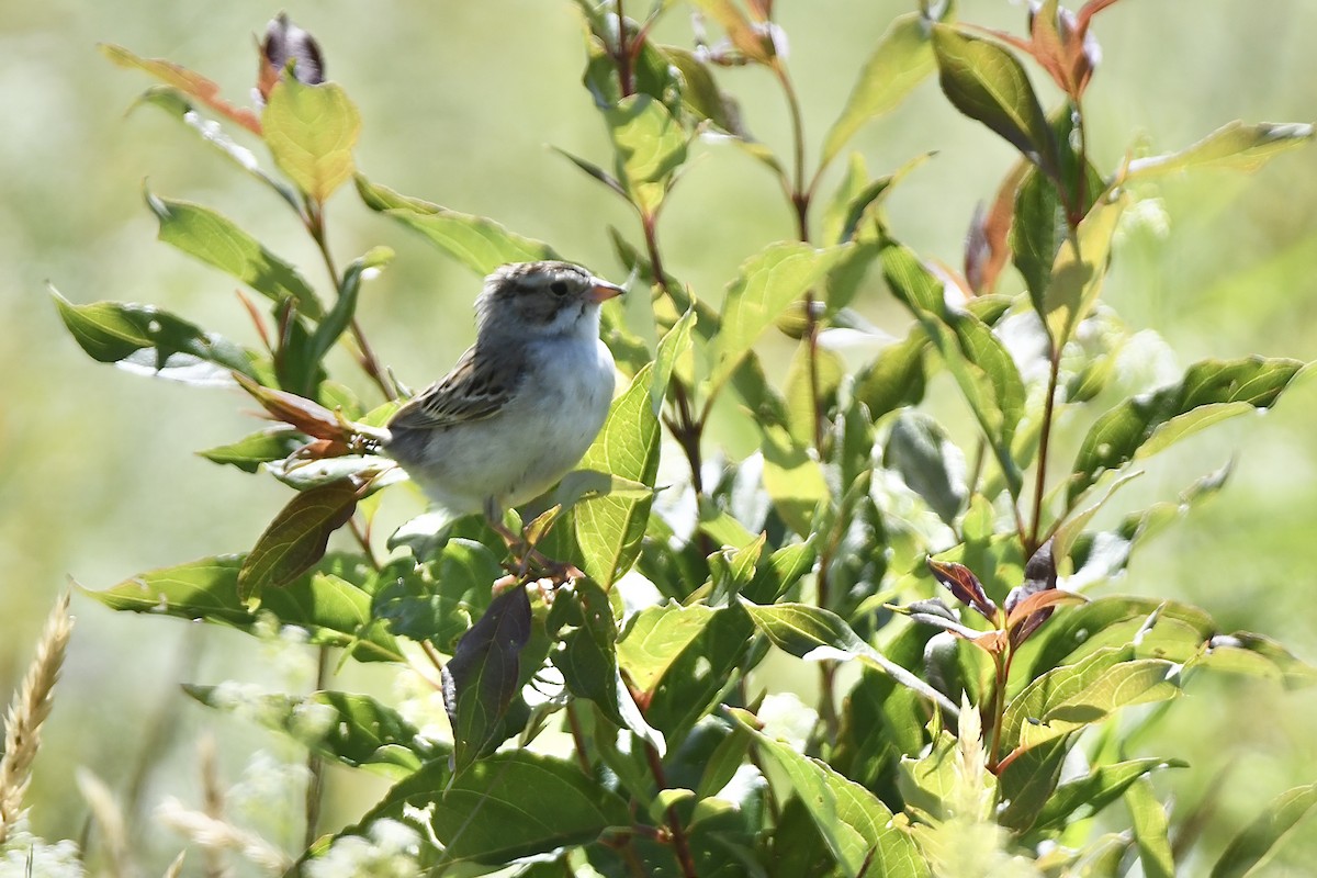 Clay-colored Sparrow - ML620676650