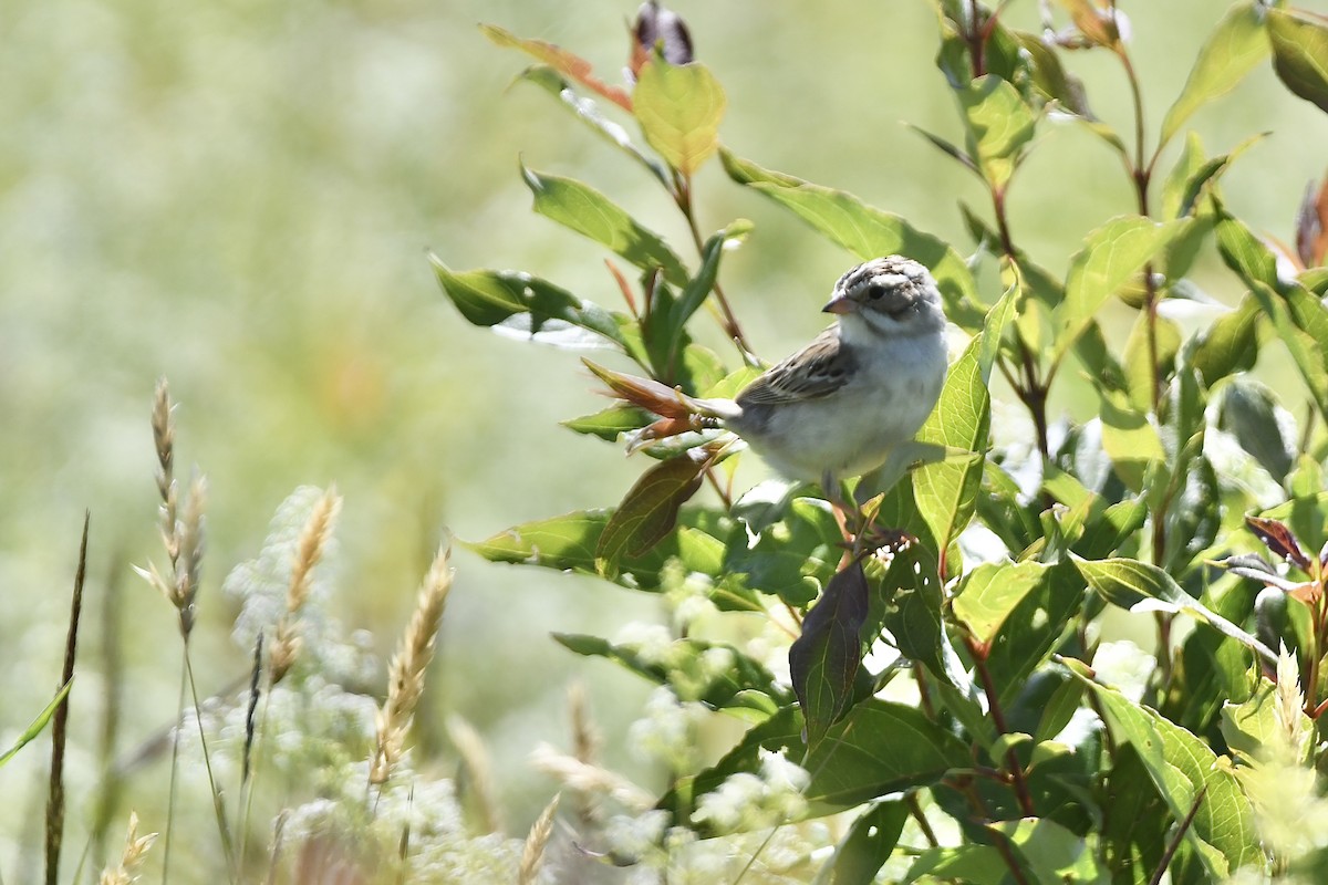 Clay-colored Sparrow - ML620676651