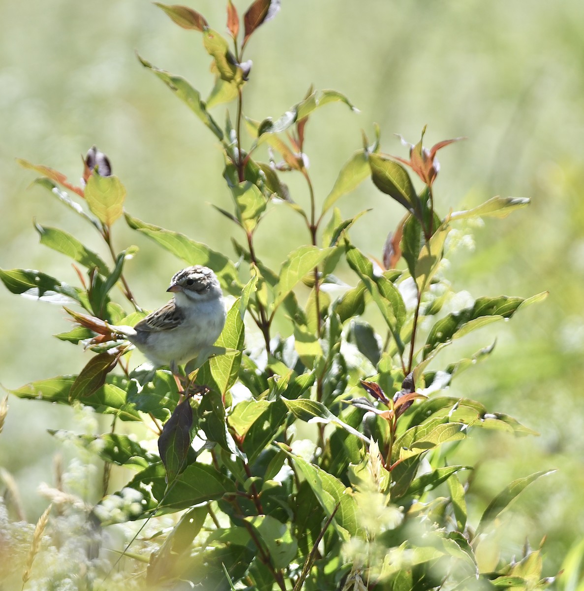 Clay-colored Sparrow - ML620676654