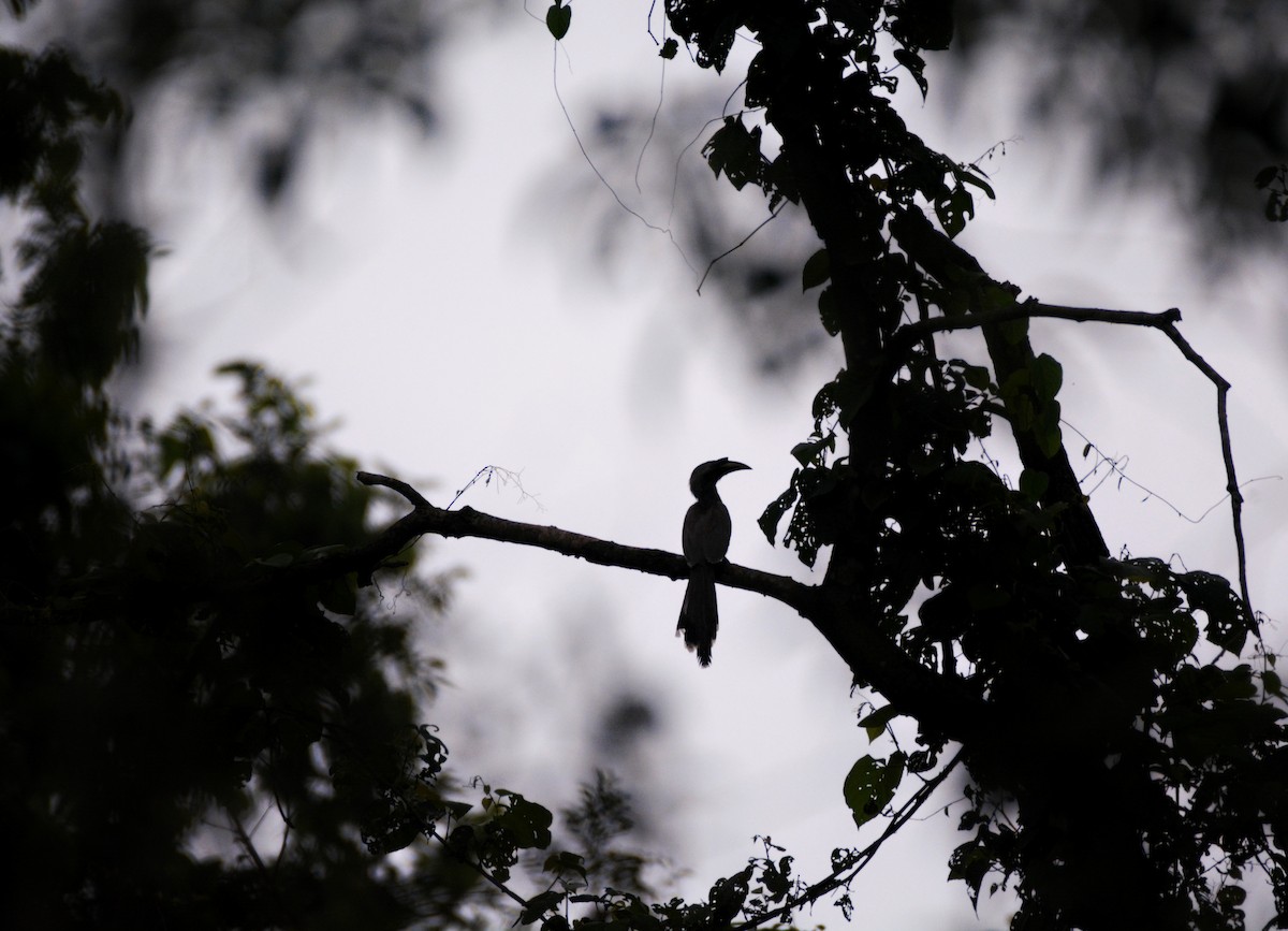 Indian Gray Hornbill - ML620676655