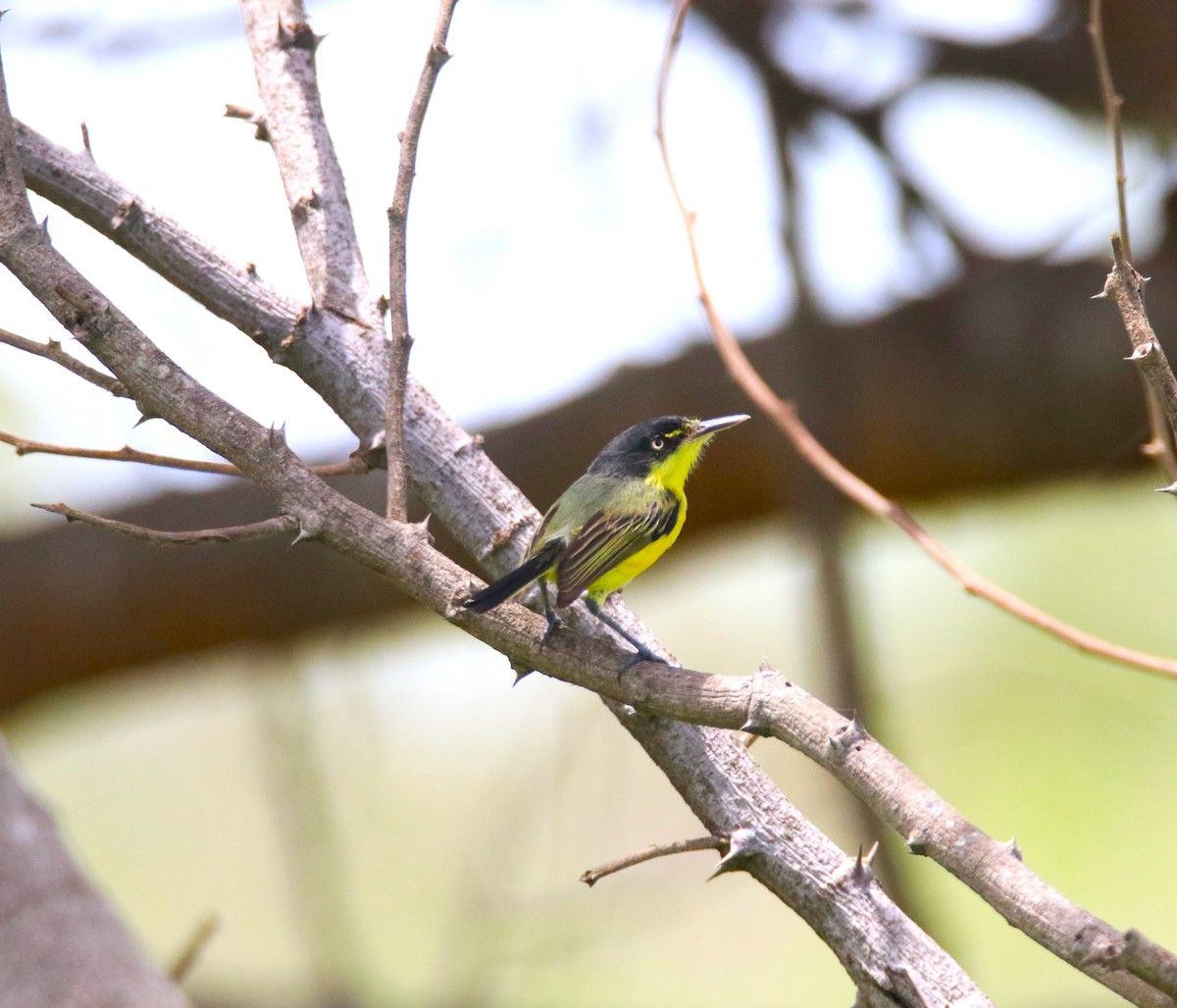 Common Tody-Flycatcher - ML620676656