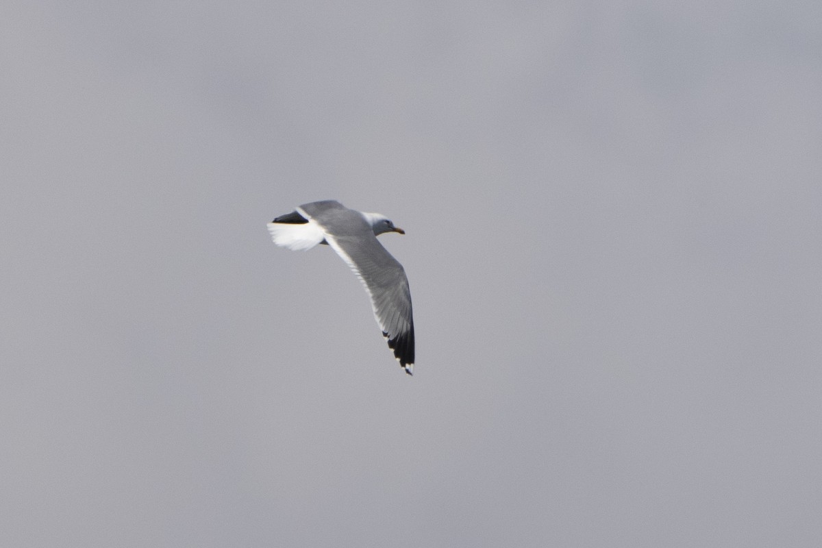 Gaviota Californiana - ML620676657