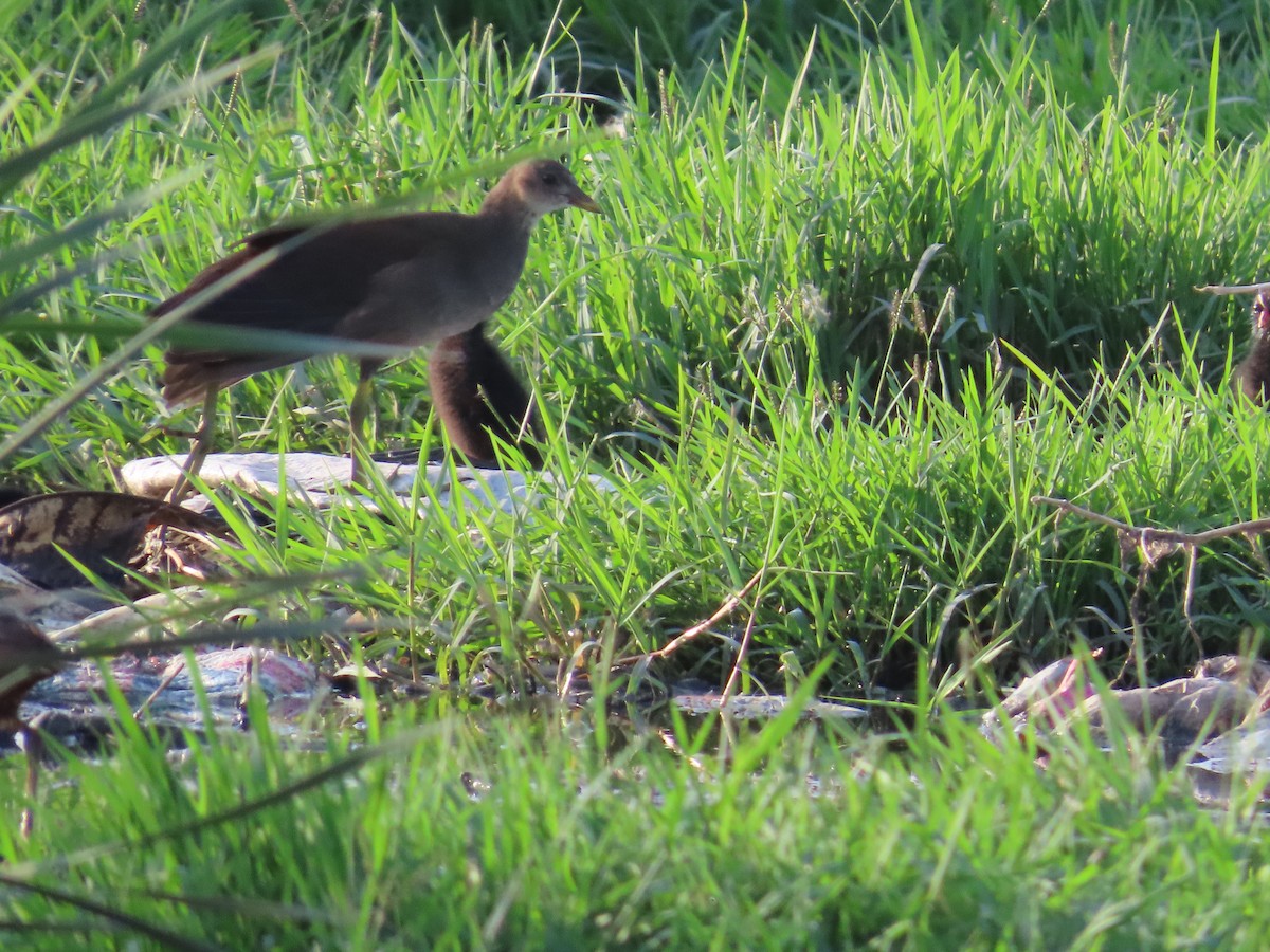 Eurasian Moorhen - ML620676658