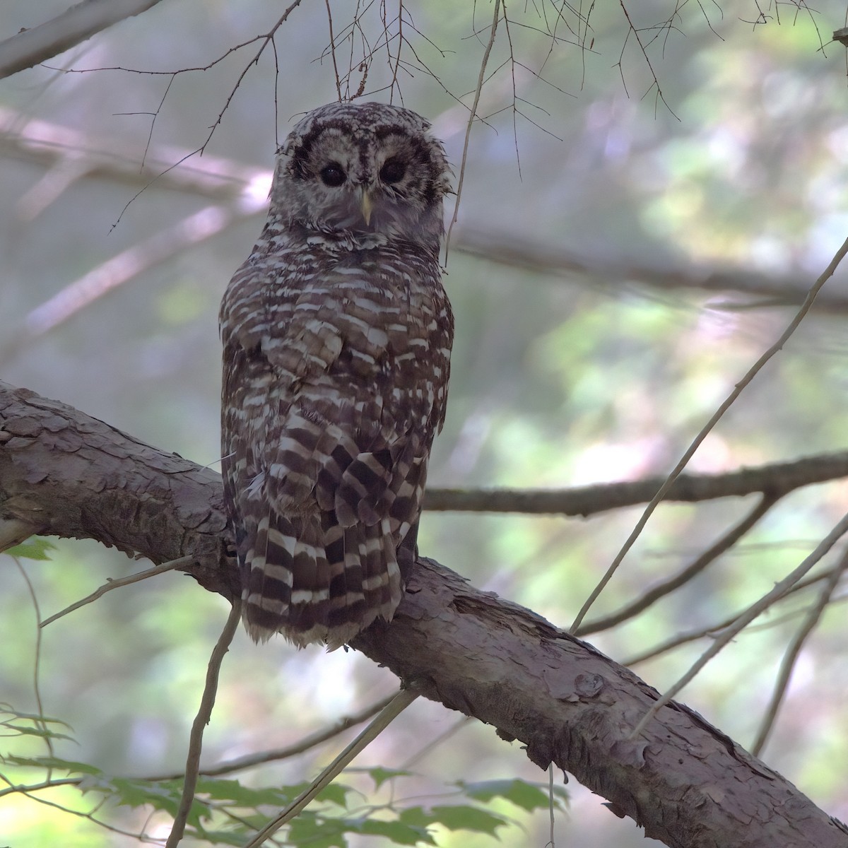 Barred Owl - ML620676662