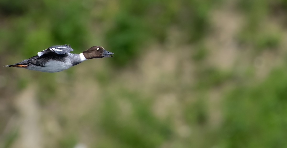 Common Goldeneye - Christine Pelletier et (Claude St-Pierre , photos)