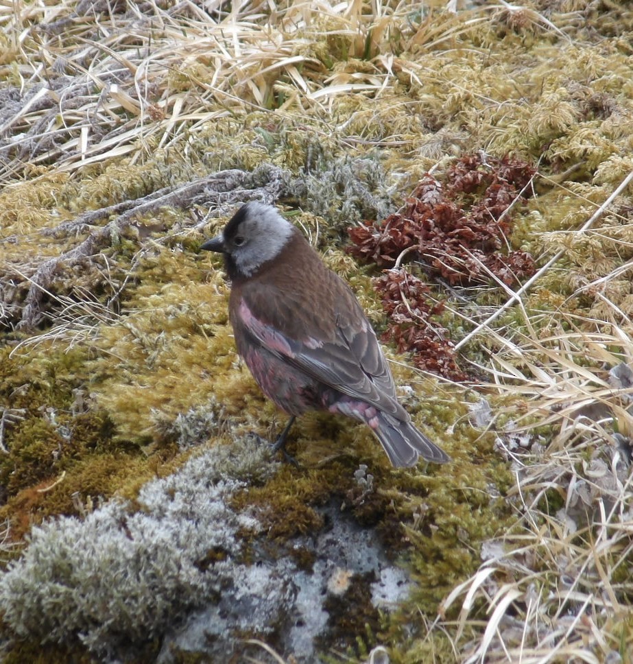 Gray-crowned Rosy-Finch (Pribilof Is.) - ML620676666