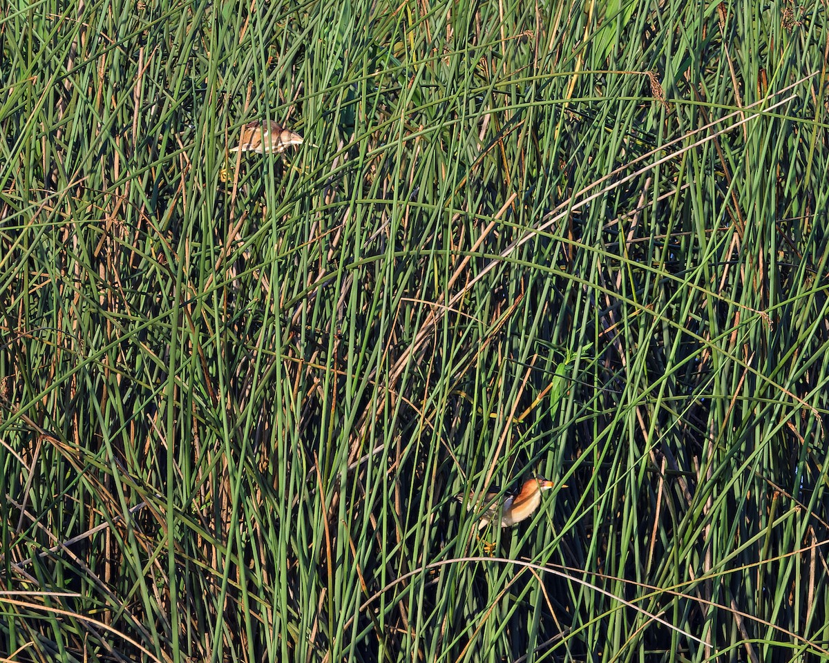 Least Bittern - ML620676668