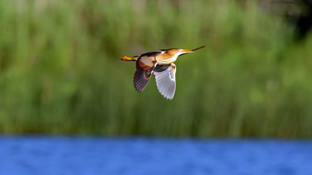 Least Bittern - ML620676669