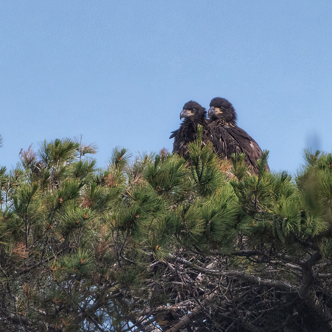 Weißkopf-Seeadler - ML620676670