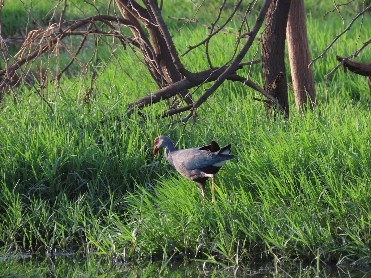 Gray-headed Swamphen - ML620676671