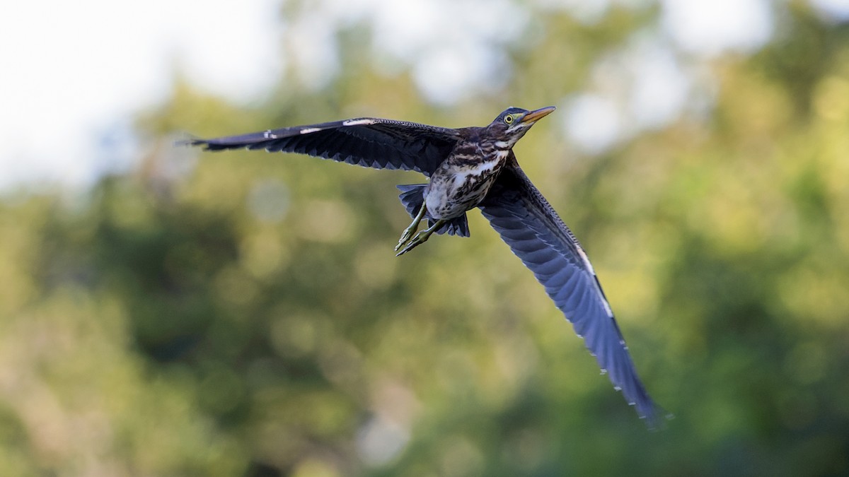 Green Heron - ML620676672