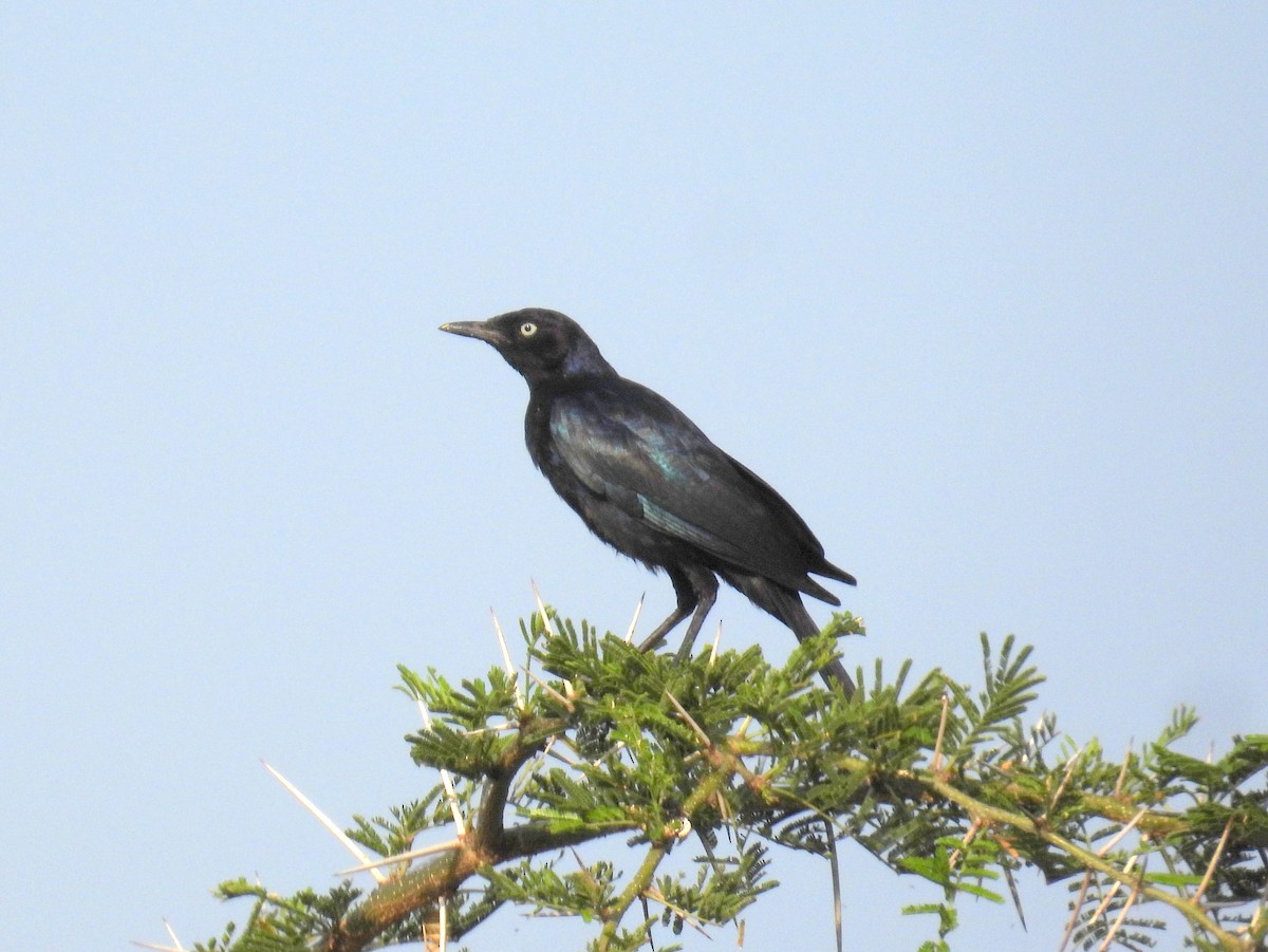 Rüppell's Starling - ML620676676