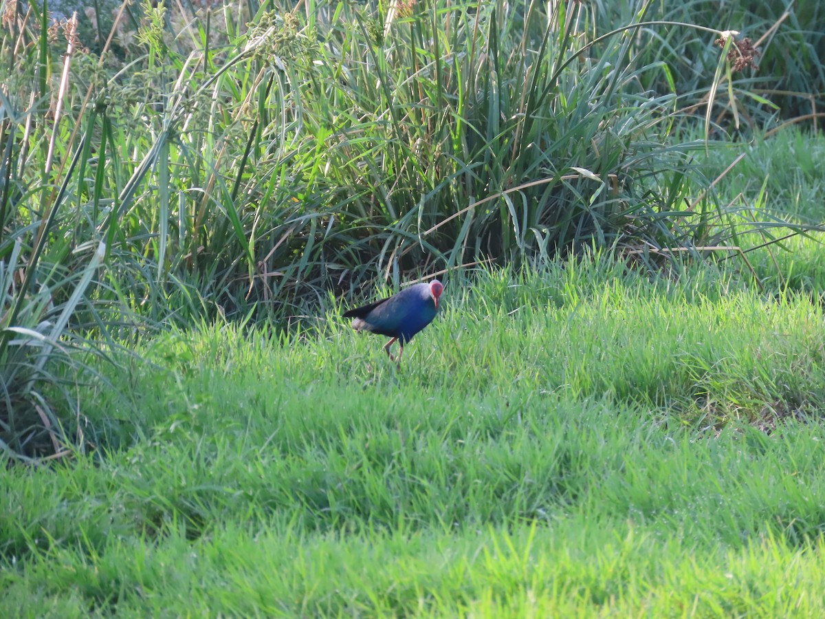 Gray-headed Swamphen - ML620676677