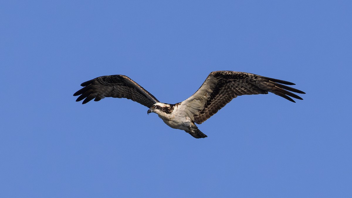 Osprey - ML620676680