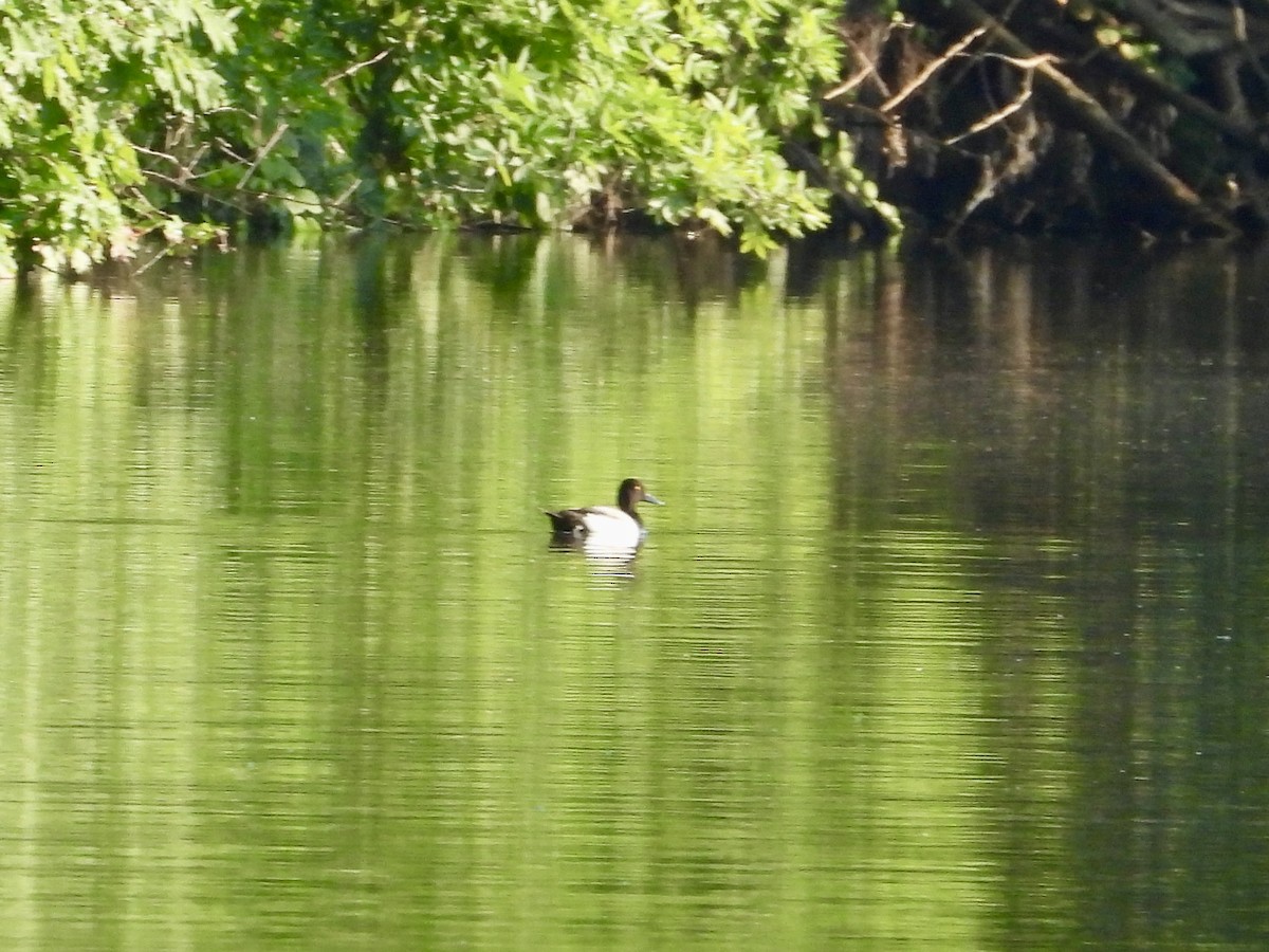 Lesser Scaup - ML620676694