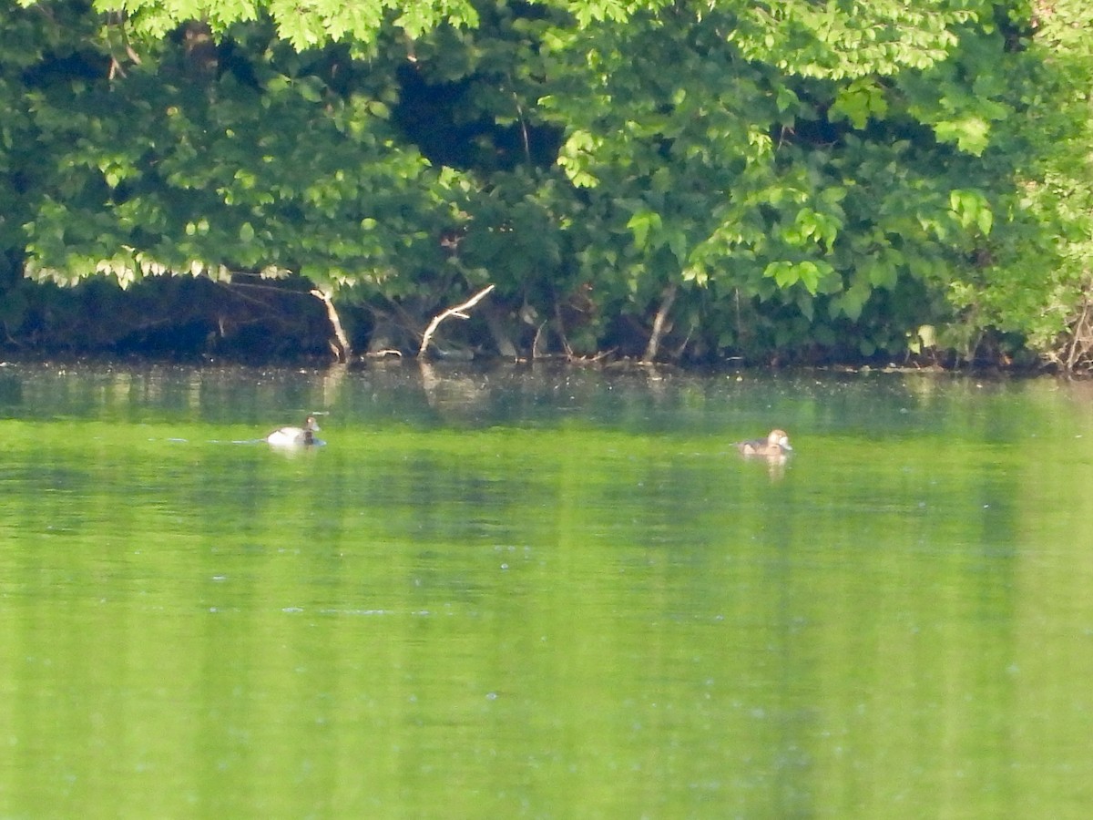 Lesser Scaup - ML620676695