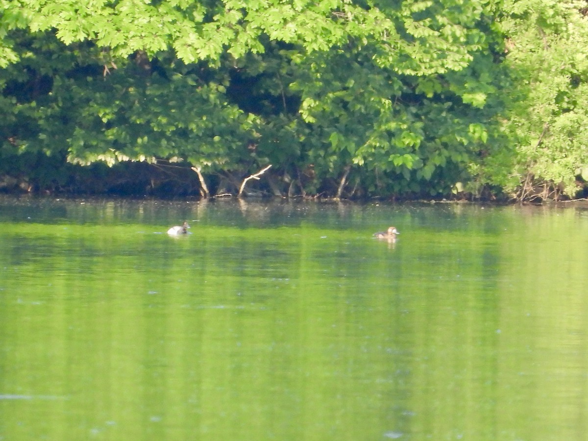 Lesser Scaup - ML620676696