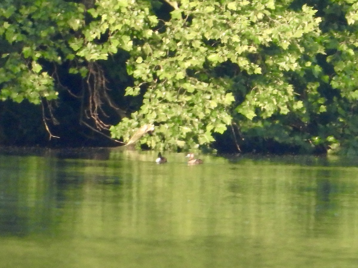 Lesser Scaup - ML620676698