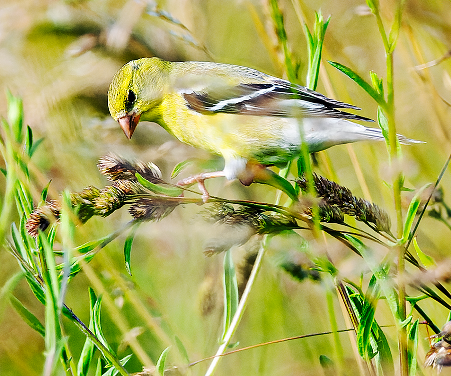 American Goldfinch - Kristine Mika