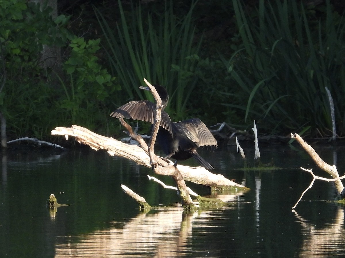 Double-crested Cormorant - ML620676704