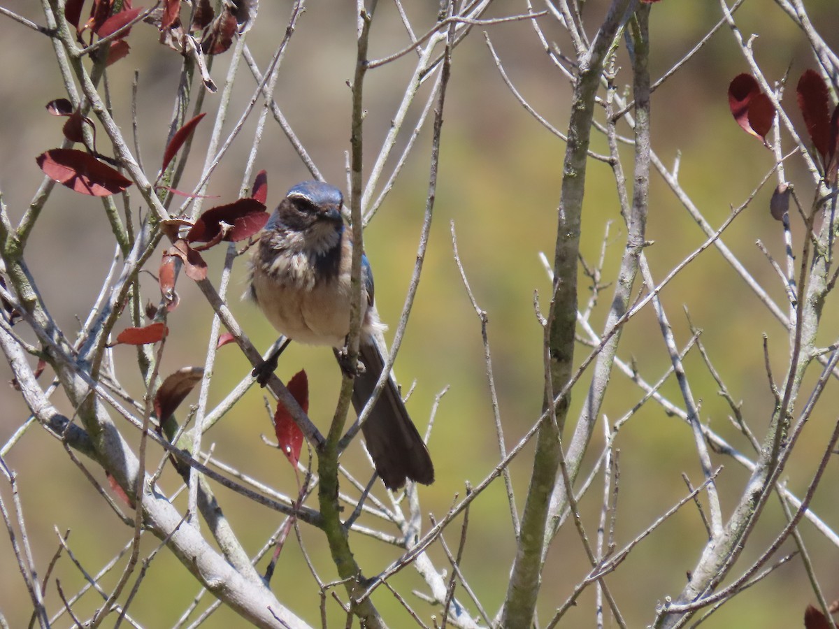 California Scrub-Jay - ML620676706