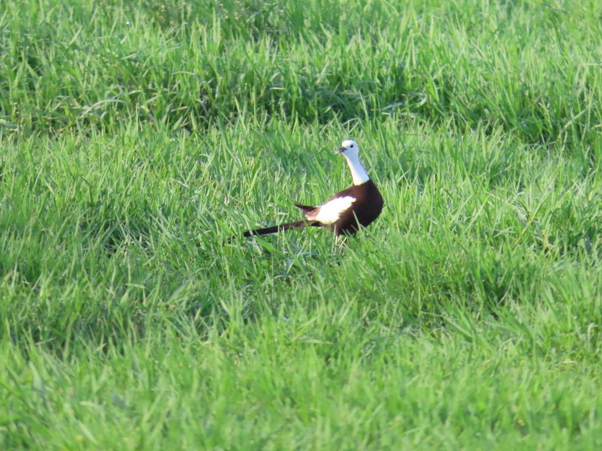 Pheasant-tailed Jacana - ML620676709
