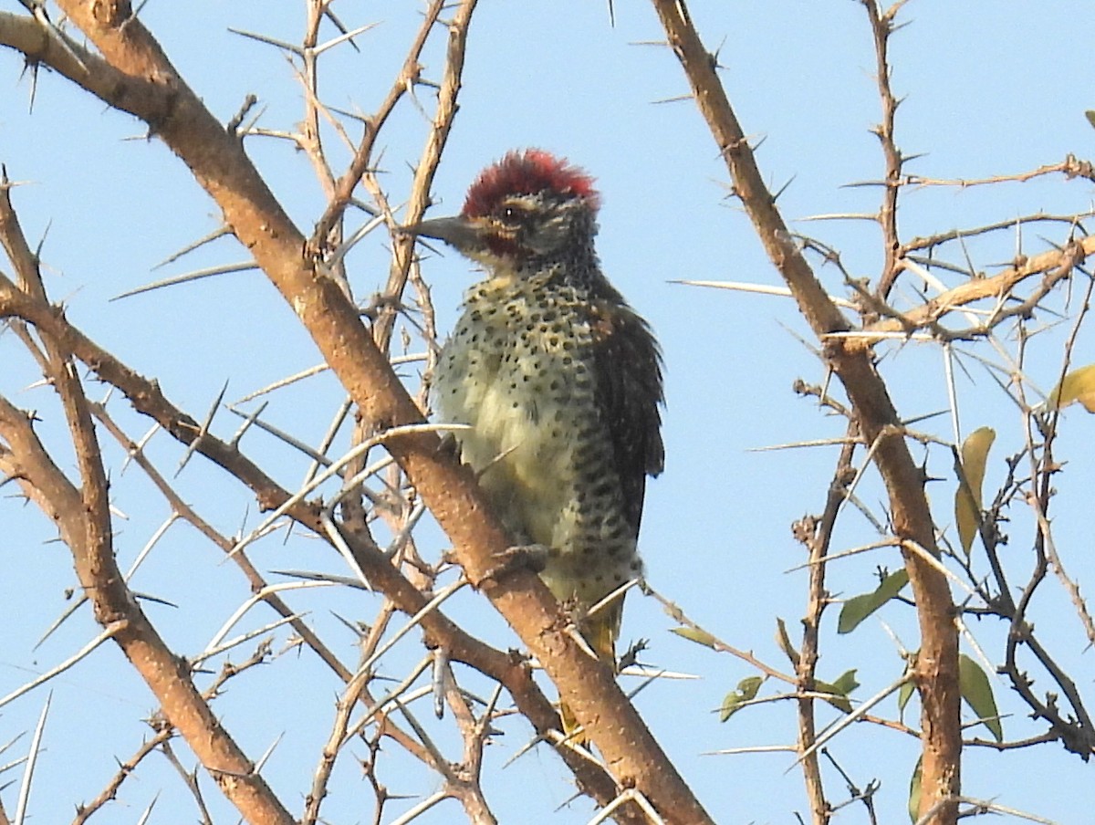 Nubian Woodpecker - ML620676710