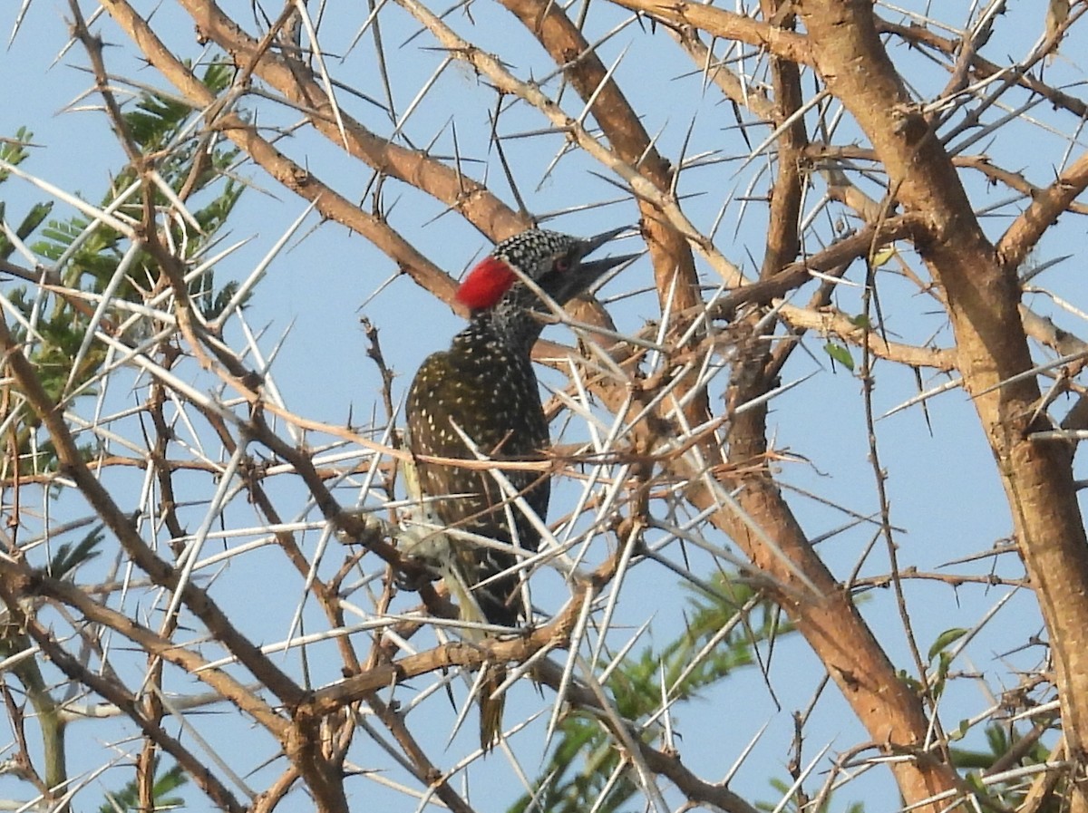 Nubian Woodpecker - ML620676711