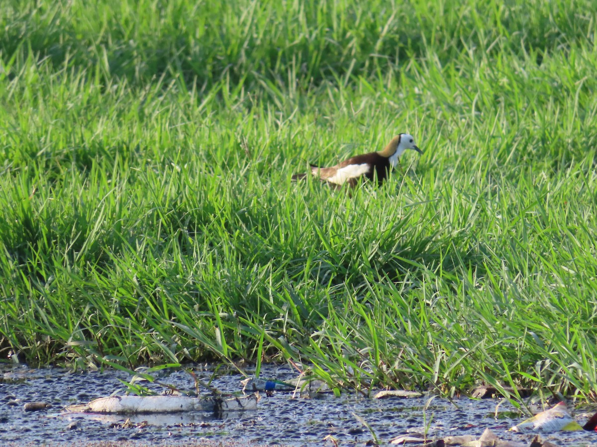 Pheasant-tailed Jacana - ML620676713