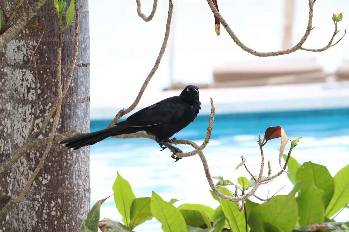 Great-tailed Grackle - ML620676718