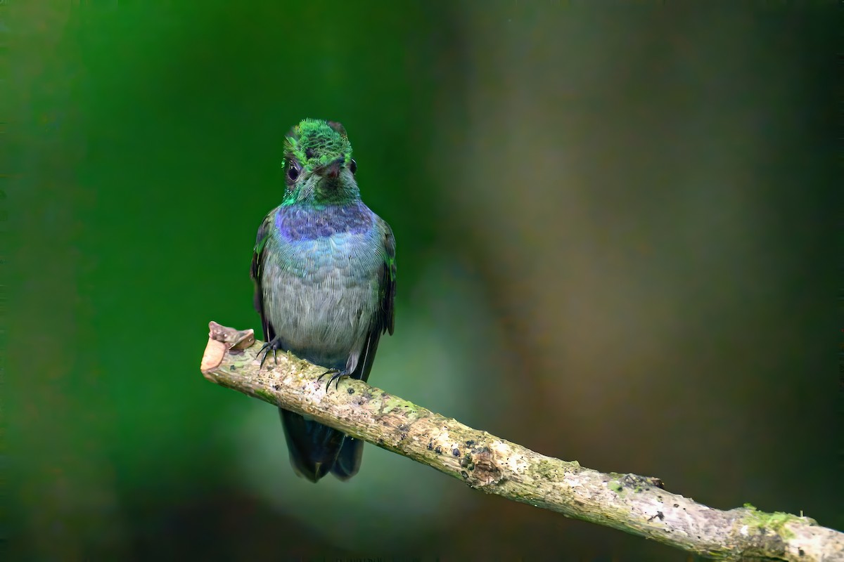 Blue-chested Hummingbird - ML620676721