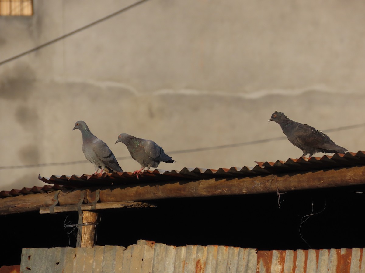 Rock Pigeon (Feral Pigeon) - ML620676729