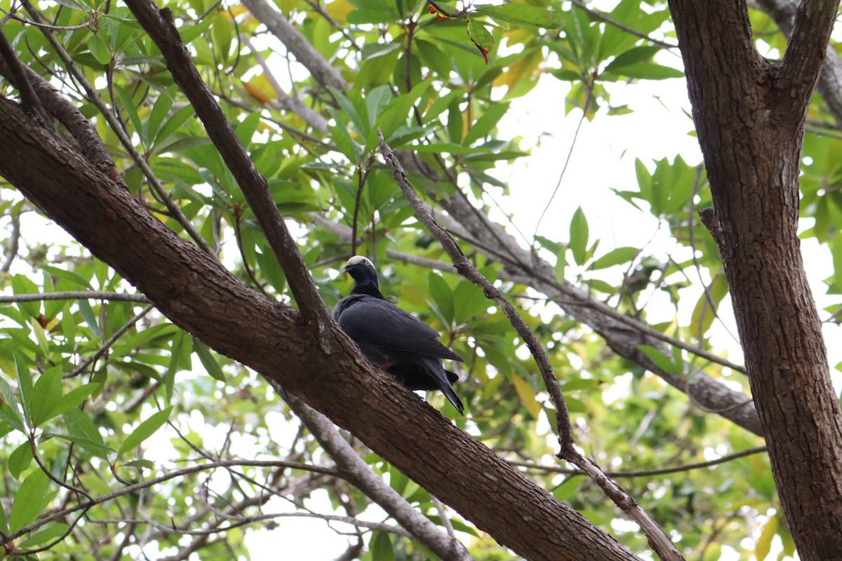 White-crowned Pigeon - ML620676739