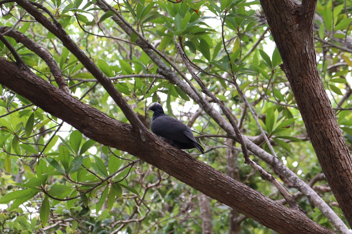 Pigeon à couronne blanche - ML620676740