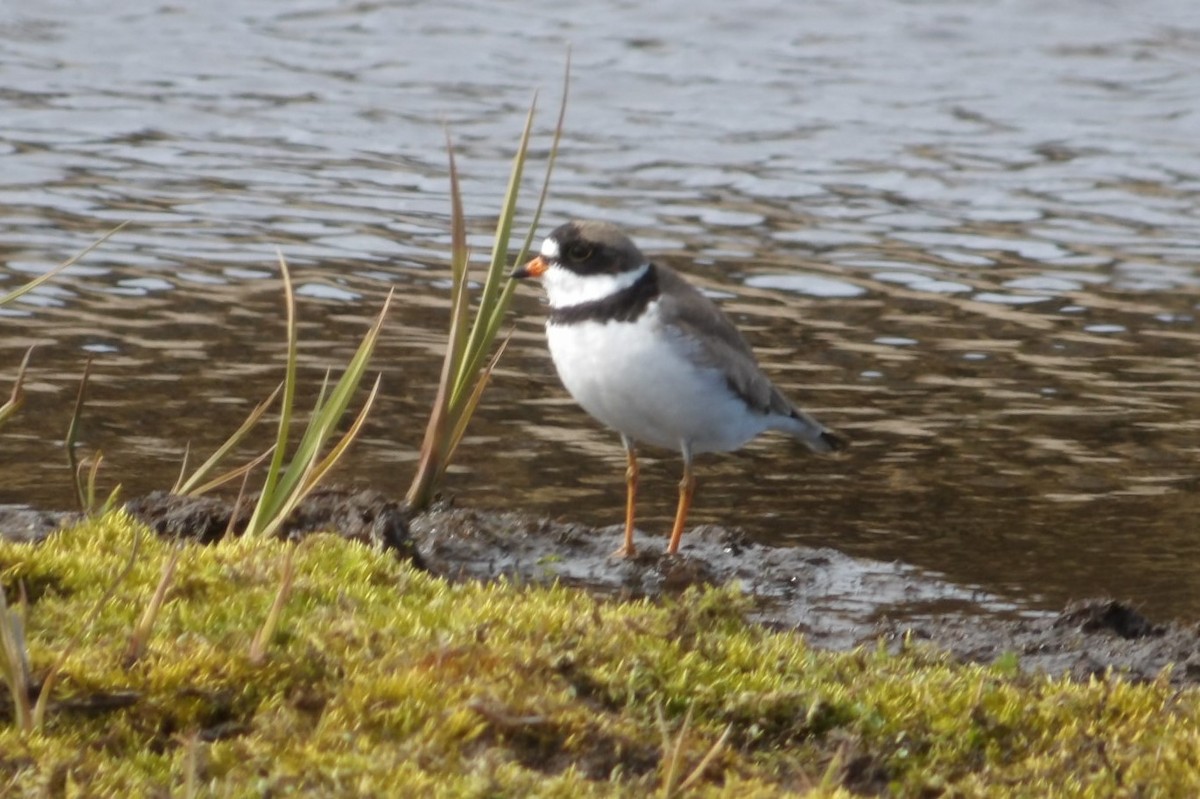 Semipalmated Plover - ML620676741