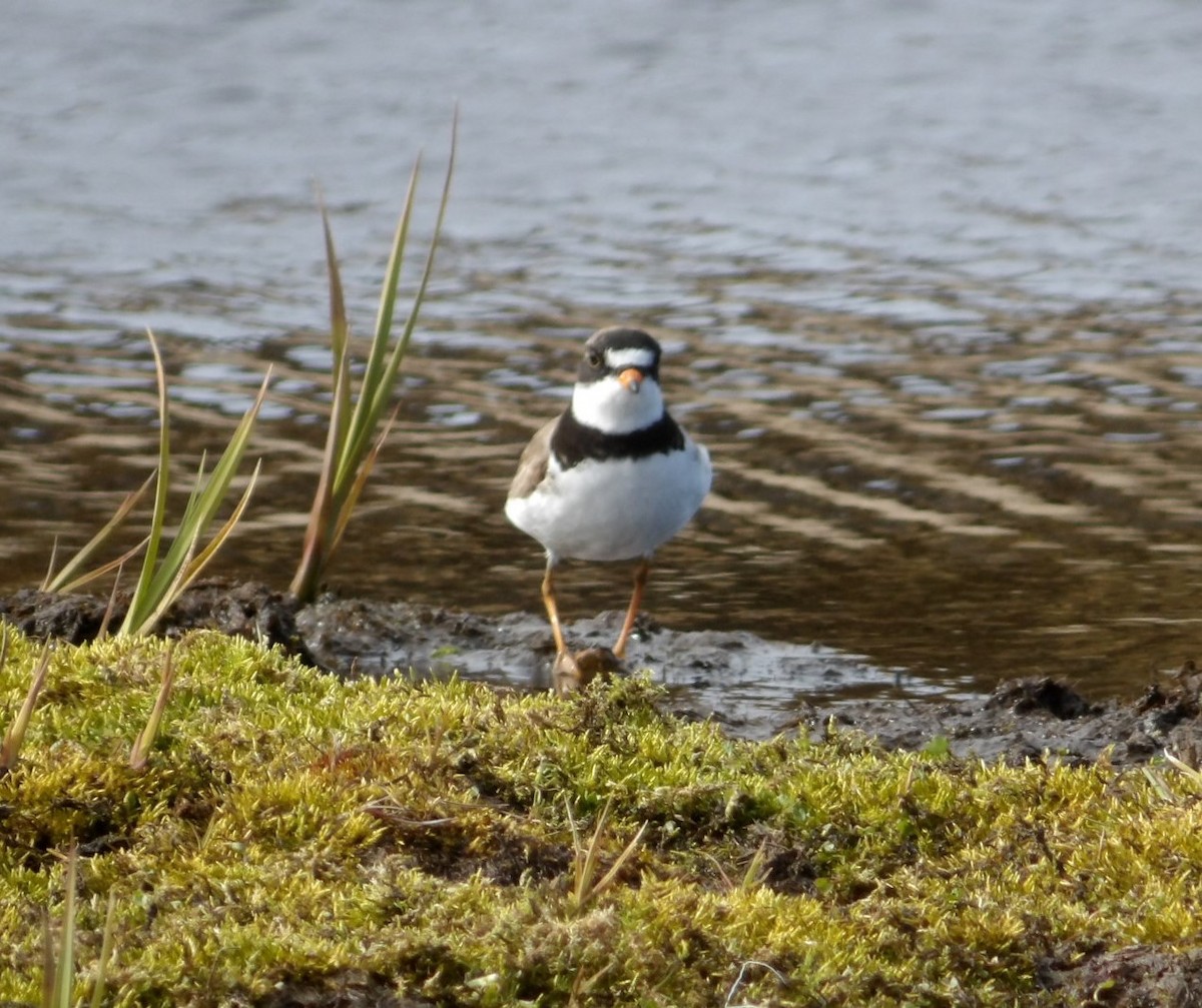 Semipalmated Plover - ML620676742