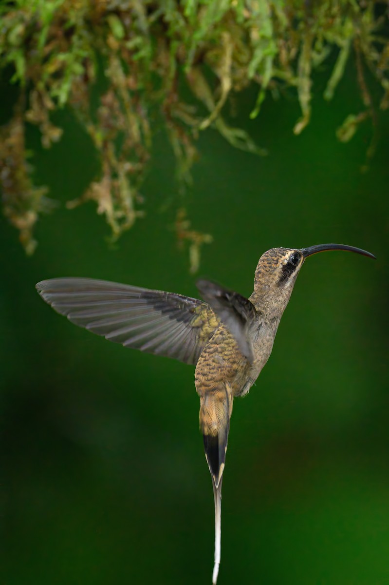 Long-billed Hermit - ML620676744