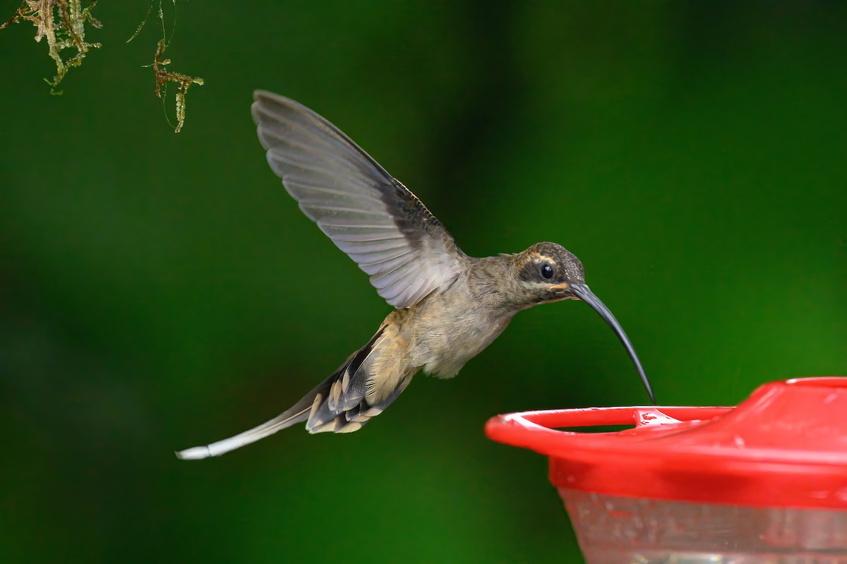 Long-billed Hermit - ML620676747