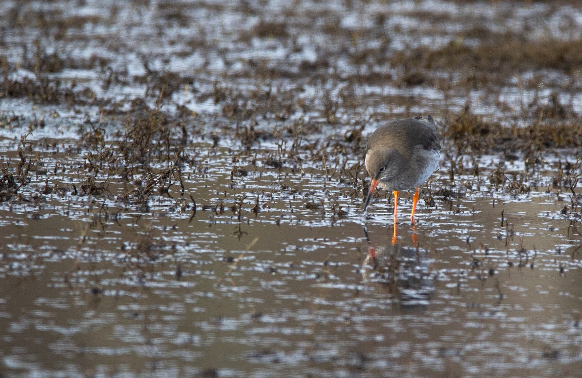 Common Redshank - ML620676748