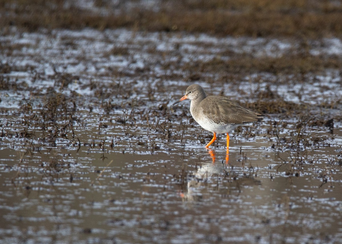 Common Redshank - ML620676749