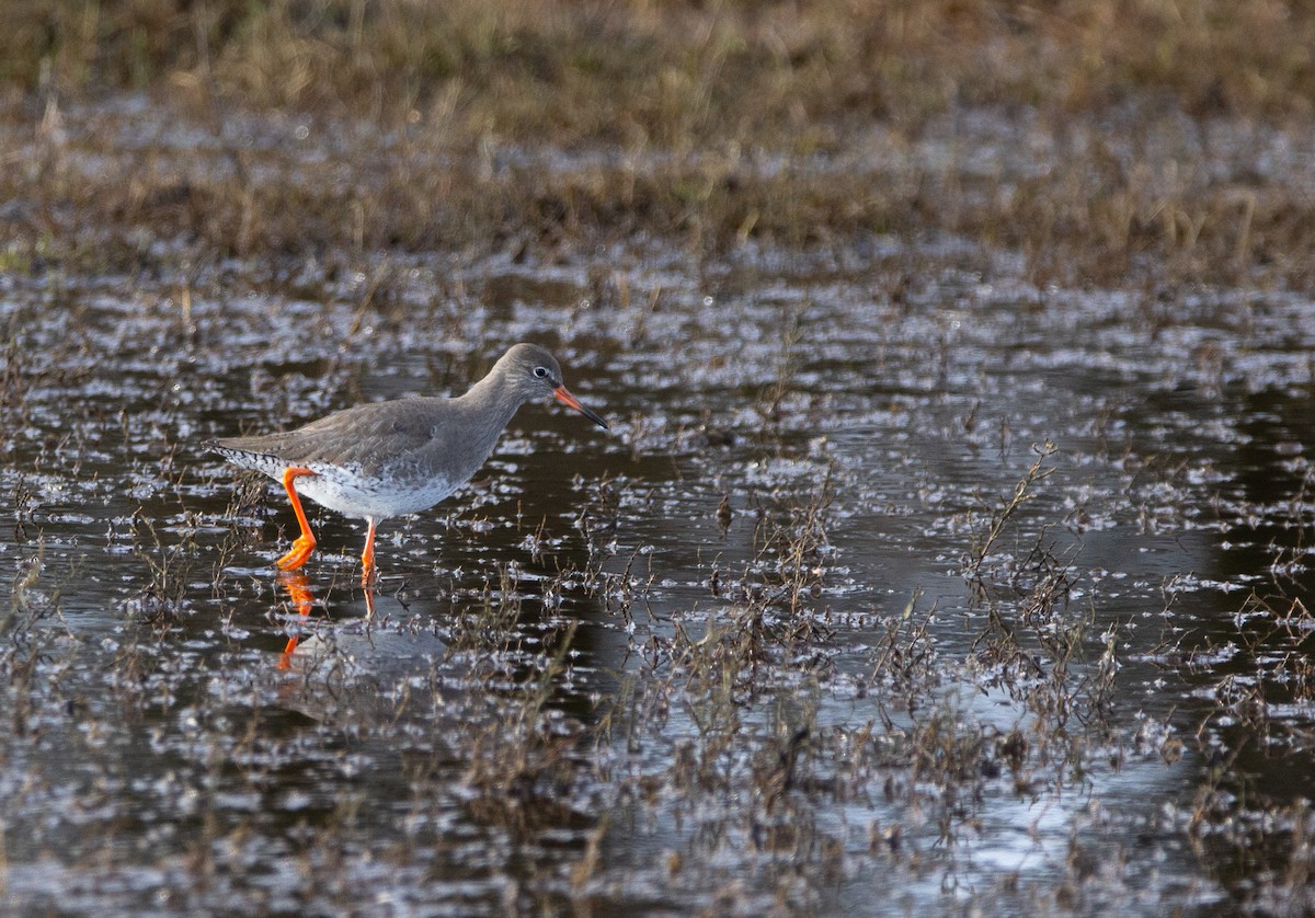 Common Redshank - ML620676750