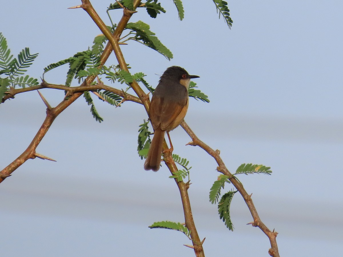 Ashy Prinia - ML620676757