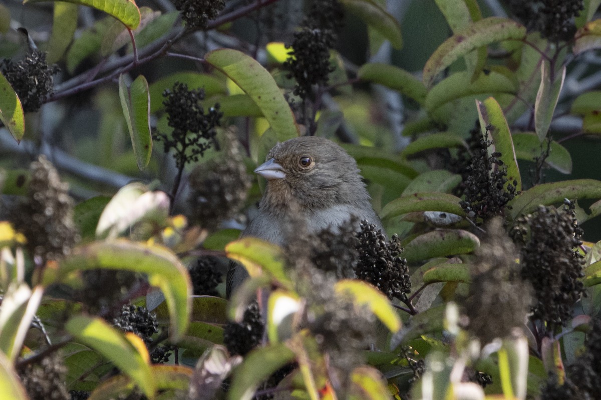 California Towhee - ML620676760