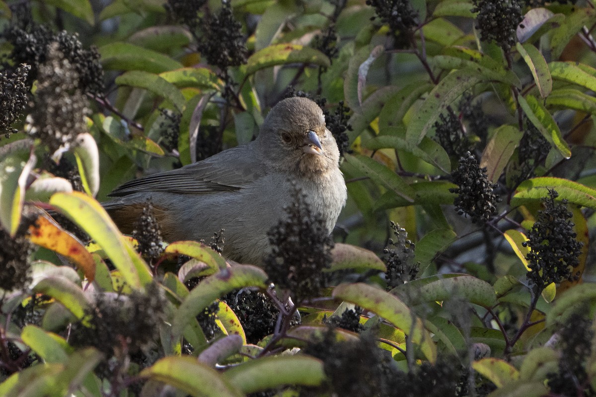 California Towhee - ML620676761