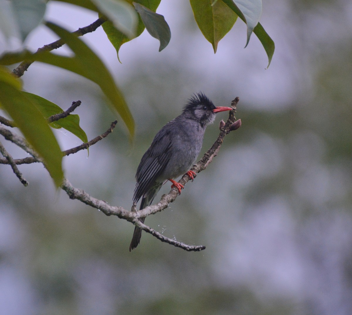 Bulbul noir - ML620676763