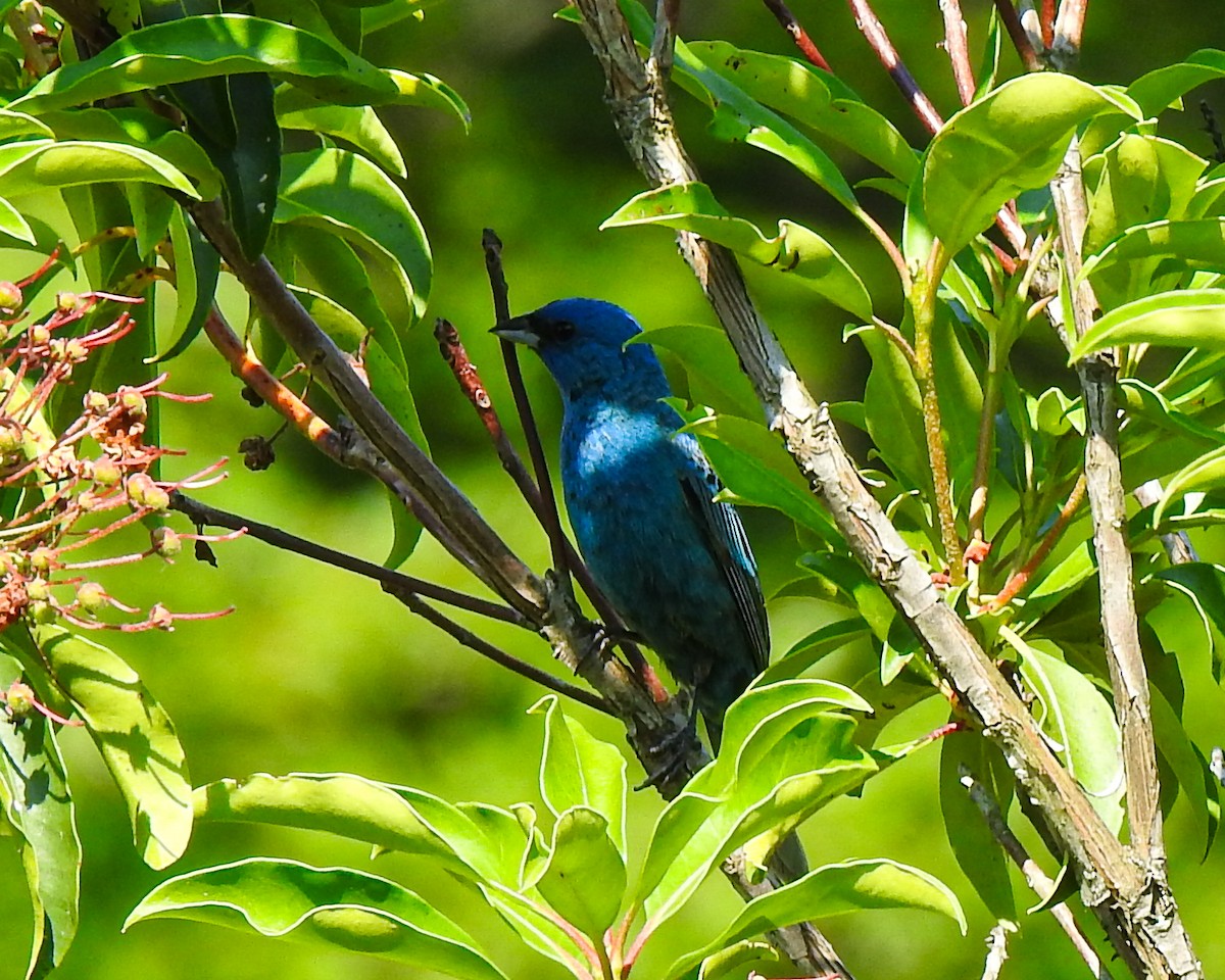 Indigo Bunting - Betsy McCully