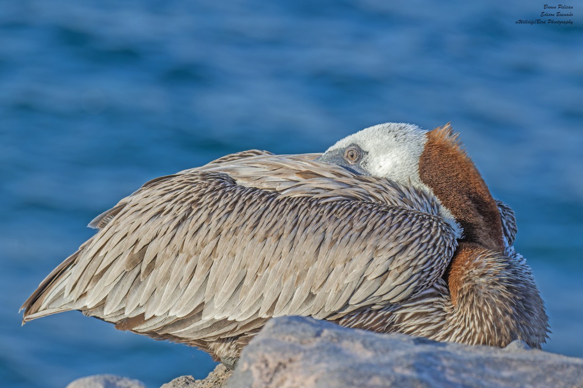 Brown Pelican - Edison Buenano