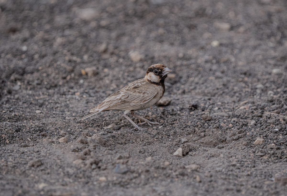 Fischer's Sparrow-Lark - ML620676771