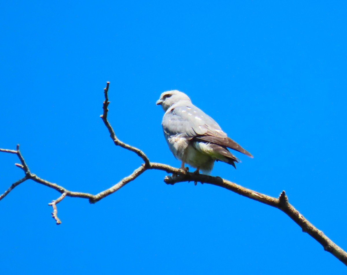 Mississippi Kite - ML620676772